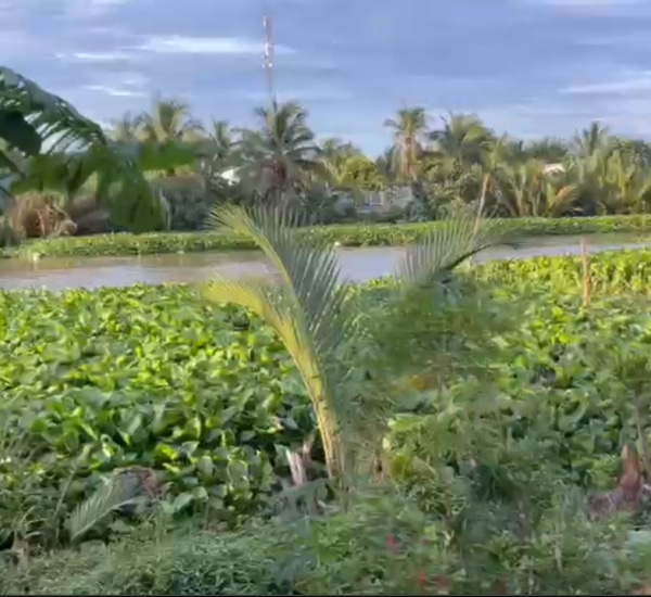 CHUNG TAY XÂY CẦU MICHAEL ROACH