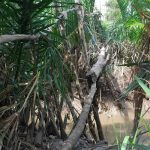 CA108 XÂY CẦU ẤP TÂN HIỆP – XÃ THẠNH PHONG – TỈNH VĨNH LONG